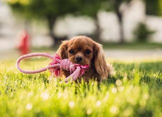 Advantages and the most trusted online pet supplies store