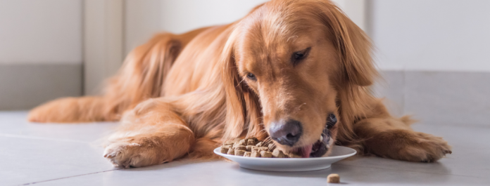 Get To Know The Pros And Cons Of Your Pet’s Choice Of Food | If you ...